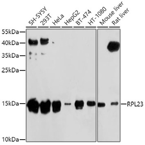 RPL23 Rabbit pAb
