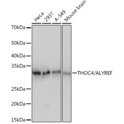 THOC4/ALYREF Rabbit mAb
