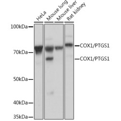 COX1/PTGS1 Rabbit mAb