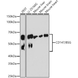 CD147/BSG Rabbit mAb