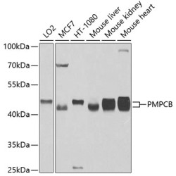 PMPCB Rabbit pAb