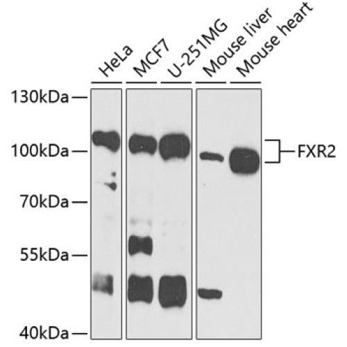 FXR2 Rabbit pAb