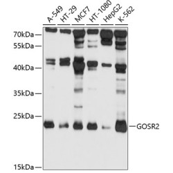 GOSR2 Rabbit pAb
