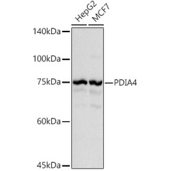 PDIA4 Rabbit pAb