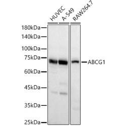 ABCG1 Rabbit pAb