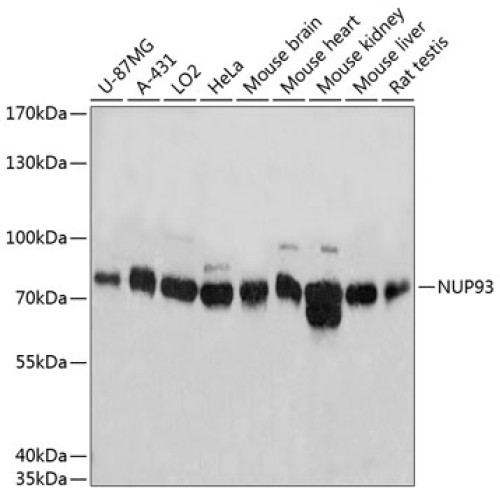 NUP93 Rabbit pAb