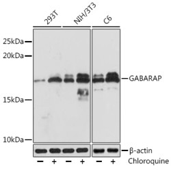 GABARAP Rabbit mAb
