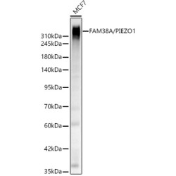 FAM38A/PIEZO1 Rabbit pAb