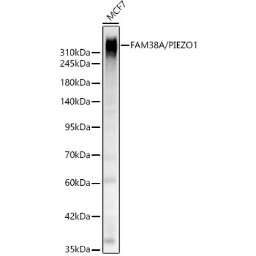 FAM38A/PIEZO1 Rabbit pAb