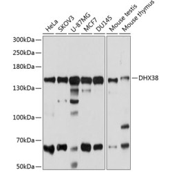 DHX38 Rabbit pAb