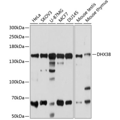 DHX38 Rabbit pAb