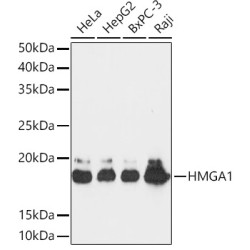 HMGA1 Rabbit mAb