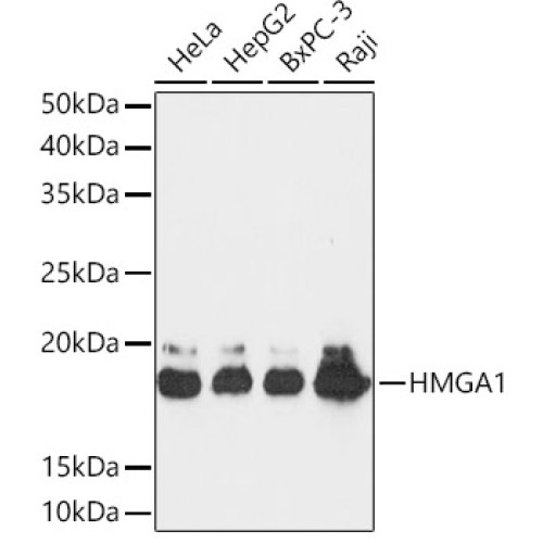 HMGA1 Rabbit mAb