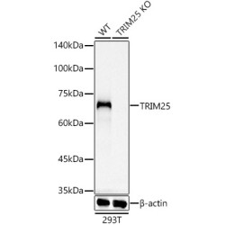 [KO Validated] TRIM25 Rabbit mAb