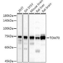 TOM70 Rabbit pAb