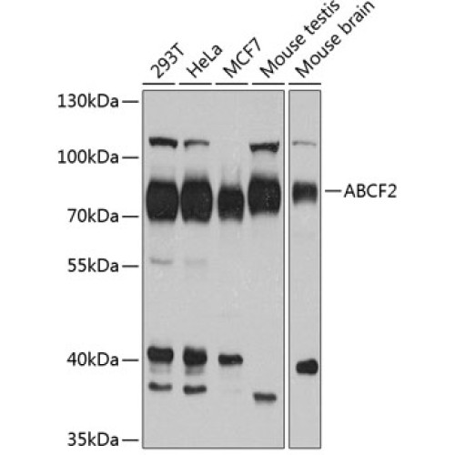 ABCF2 Rabbit pAb
