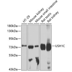USH1C Rabbit pAb