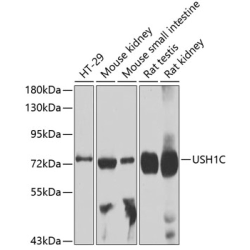 USH1C Rabbit pAb