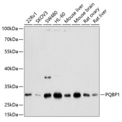 PQBP1 Rabbit pAb