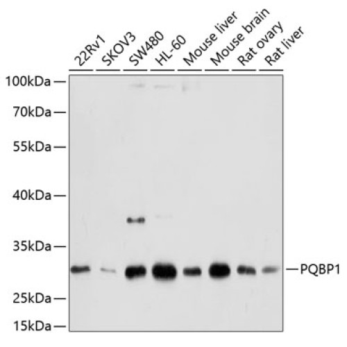 PQBP1 Rabbit pAb