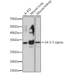 14-3-3 sigma Rabbit mAb