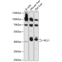RCL1 Rabbit pAb