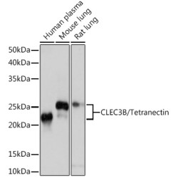 CLEC3B/Tetranectin Rabbit mAb