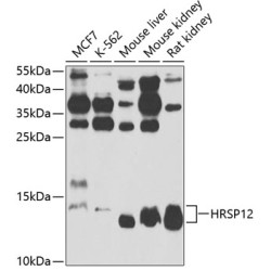 HRSP12 Rabbit pAb