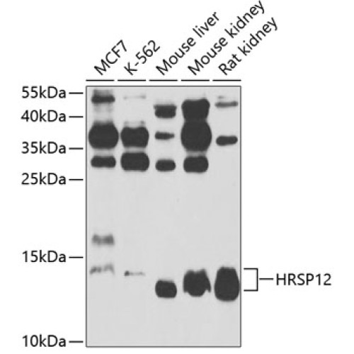 HRSP12 Rabbit pAb