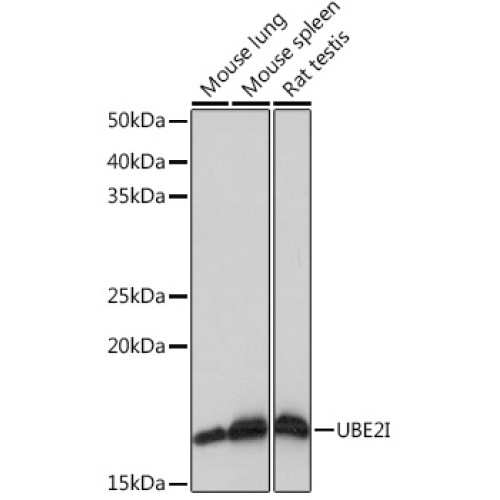 UBE2I Rabbit mAb
