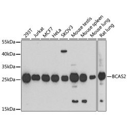 BCAS2 Rabbit pAb