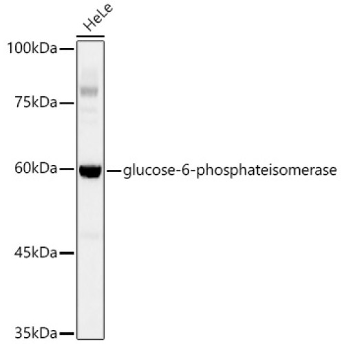 [KD Validated] glucose-6-phosphate isomerase Rabbit mAb