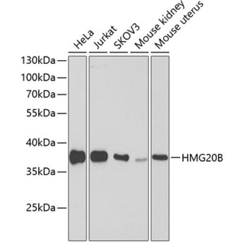 HMG20B Rabbit pAb