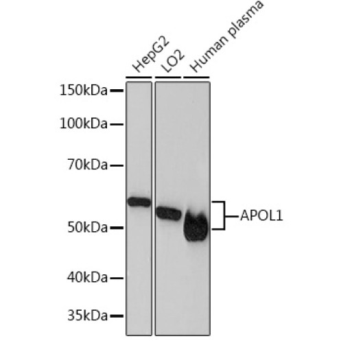 APOL1 Rabbit mAb