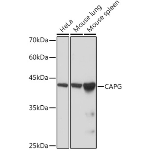 CAPG Rabbit mAb