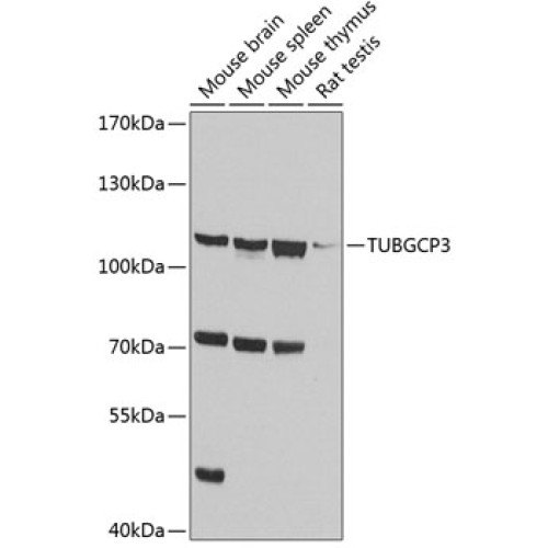 TUBGCP3 Rabbit pAb