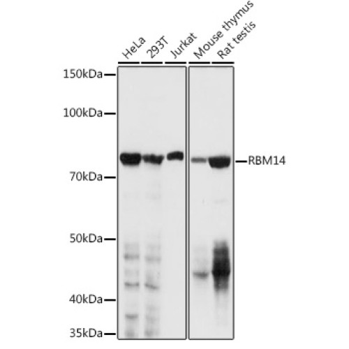 RBM14 Rabbit pAb