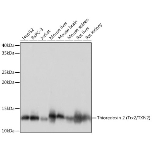 Thioredoxin 2 (Trx2/TXN2) Rabbit mAb