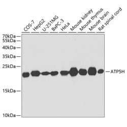 ATP5H Rabbit pAb