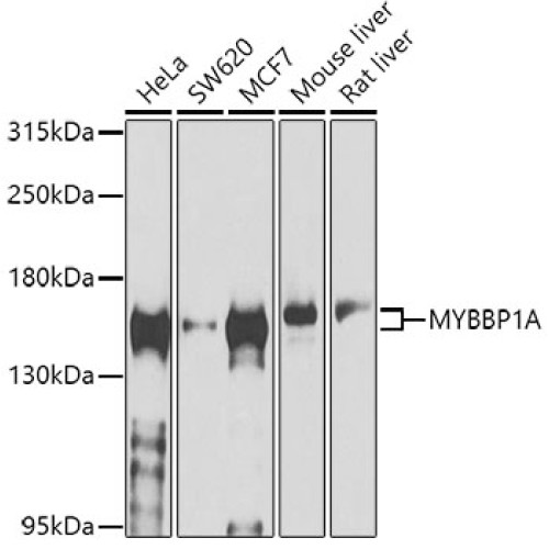MYBBP1A Rabbit pAb