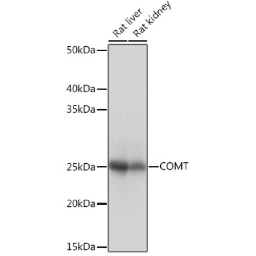 COMT Rabbit mAb