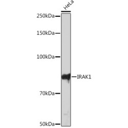 IRAK1 Rabbit mAb