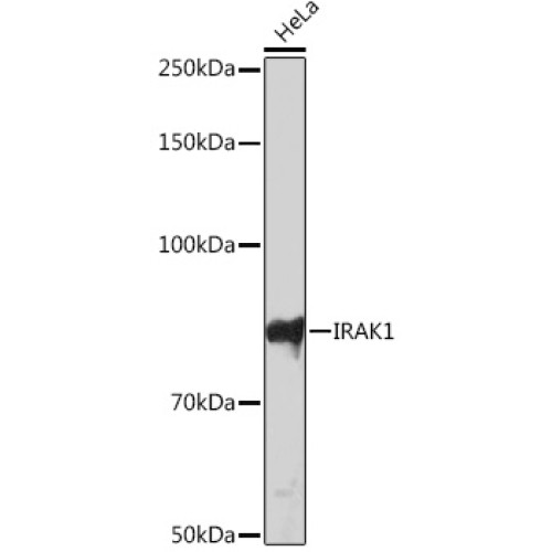 IRAK1 Rabbit mAb