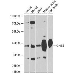 GNB5 Rabbit pAb