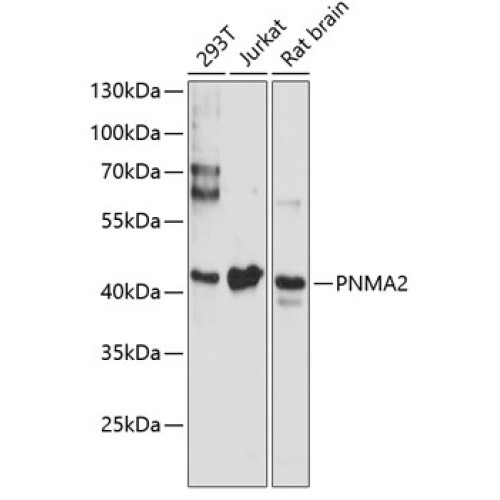 PNMA2 Rabbit pAb