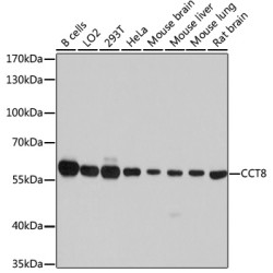 CCT8 Rabbit pAb