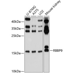 RBBP9 Rabbit pAb