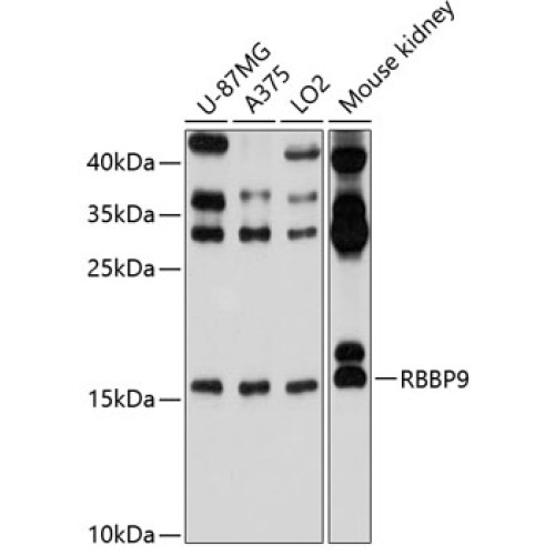 RBBP9 Rabbit pAb