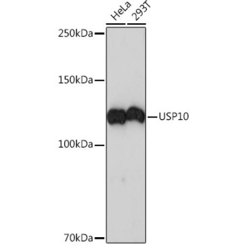 USP10 Rabbit mAb