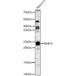 RAB10 Rabbit pAb